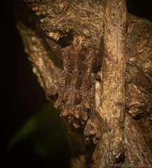 Poropterus verres