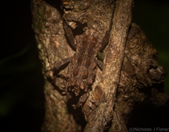 Poropterus verres