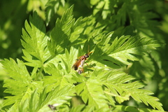 Tenthredo campestris