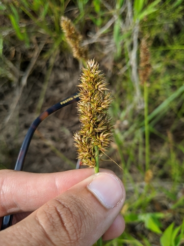 Image of Carex oklahomensis by (c) Nathan Aaron, some rights reserved (CC BY)