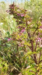 Pedicularis palustris