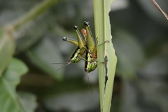 Parascopas sanguineus