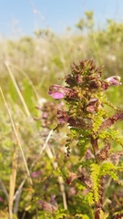 Pedicularis palustris