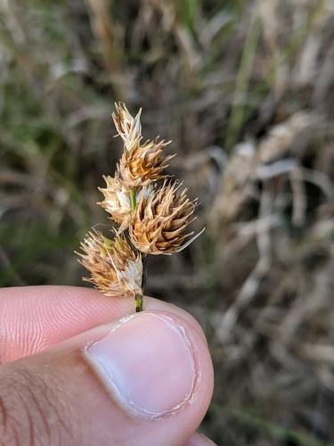 Image of Carex opaca by (c) Nathan Aaron, some rights reserved (CC BY)