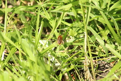 Cheilosia chrysocoma