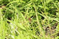 Cheilosia chrysocoma