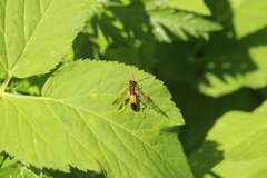 Tenthredo campestris