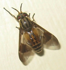 Chrysops montanus
