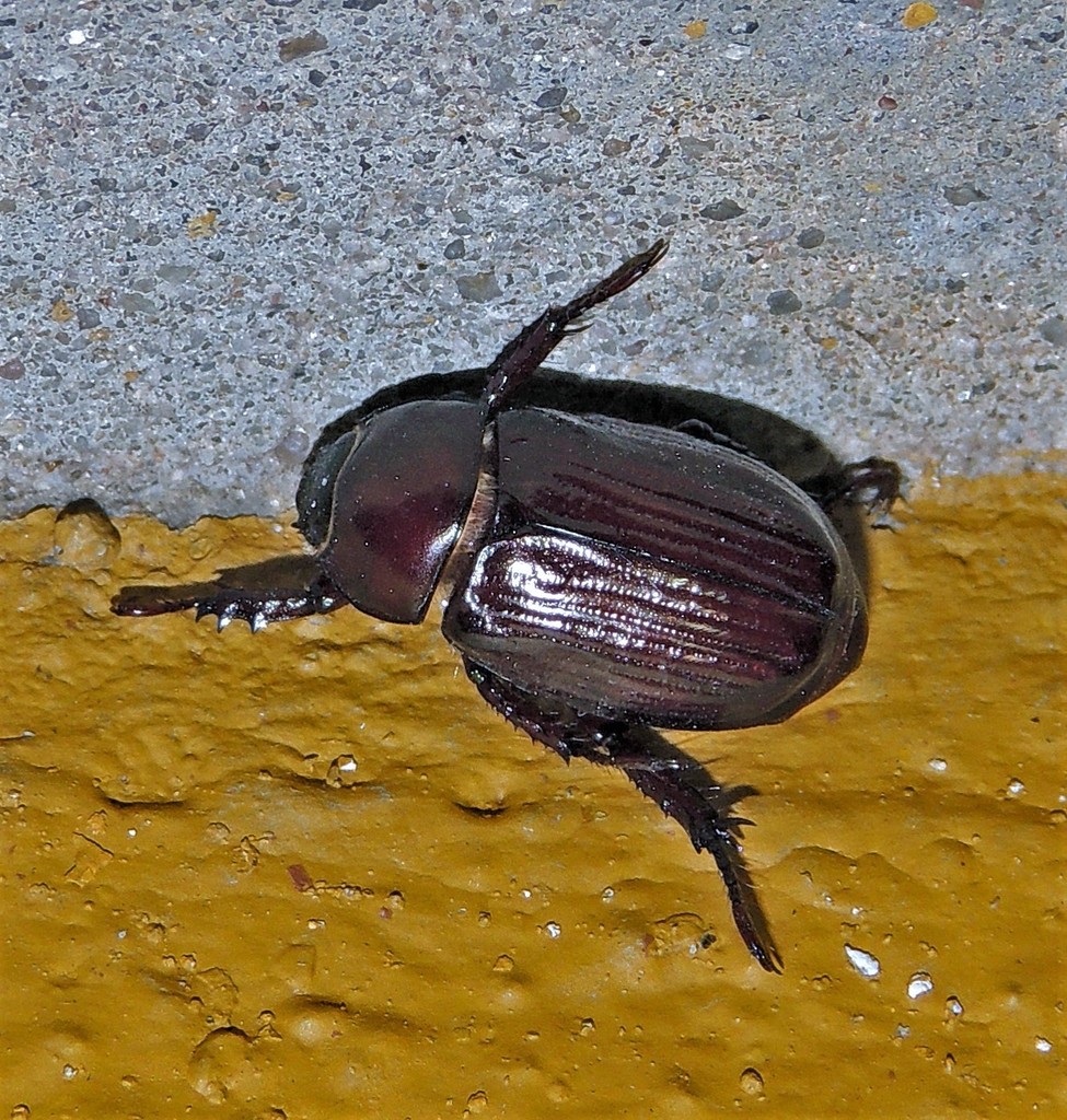 Parhomonyx fuscoaeneus