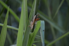 Amblytropidia robusta