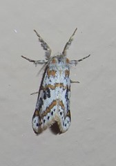 Lacipa picta
