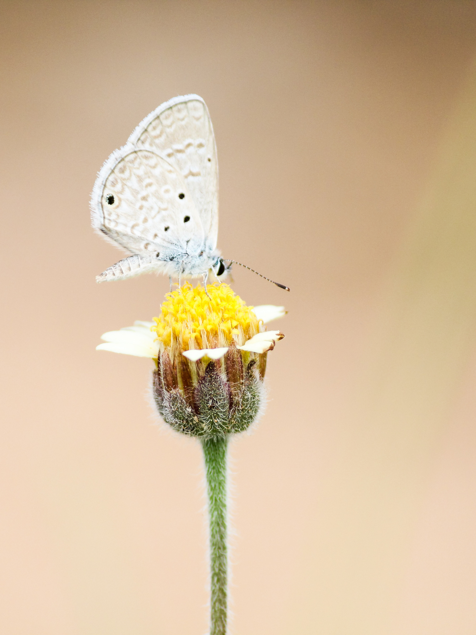 Tridax procumbens