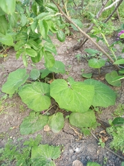 Tussilago farfara