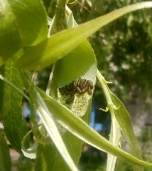 Chrysomela vigintipunctata