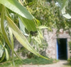 Chrysomela vigintipunctata