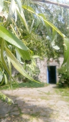 Chrysomela vigintipunctata