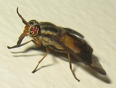 Chrysops montanus