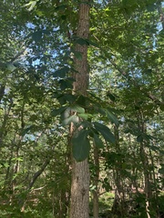 Fraxinus americana