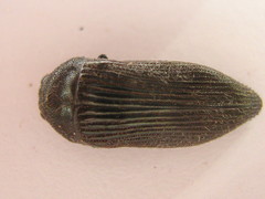 Acmaeodera albovillosa
