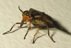Chrysops montanus