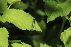 Coenagrion puella