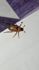 Scarabaeoidea
