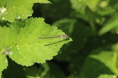 Coenagrion puella