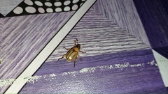 Scarabaeoidea