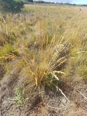 Deschampsia cespitosa holciformis