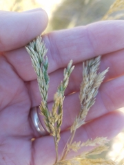 Deschampsia cespitosa holciformis