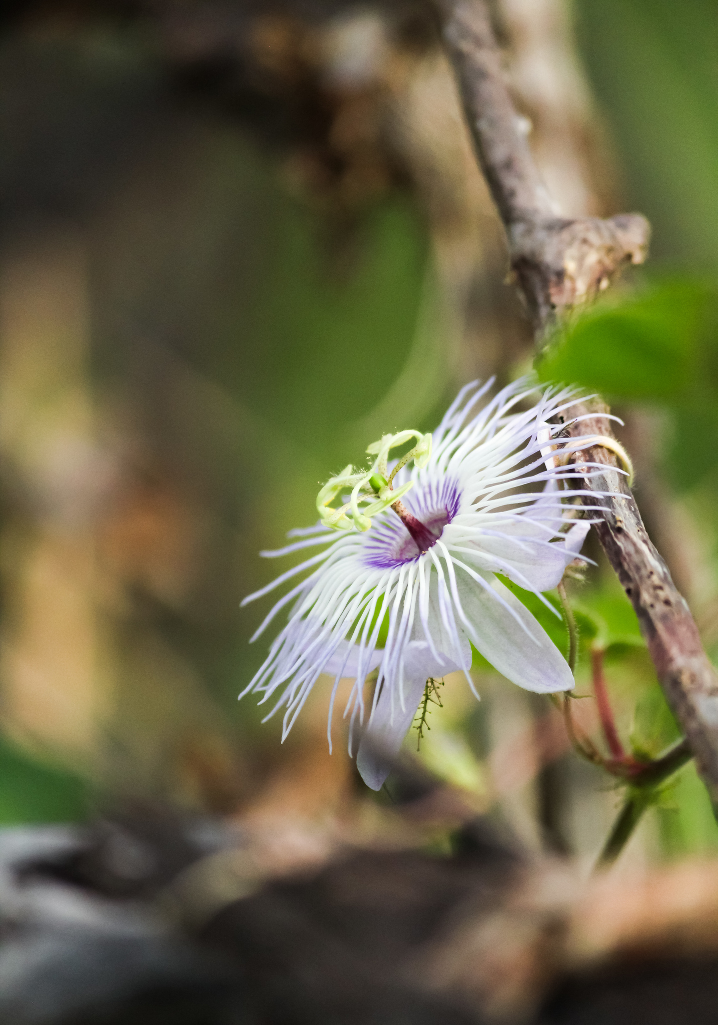 Passiflora foetida