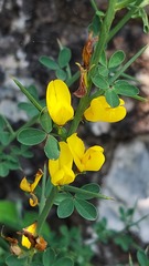 Calicotome spinosa