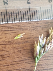 Deschampsia cespitosa holciformis