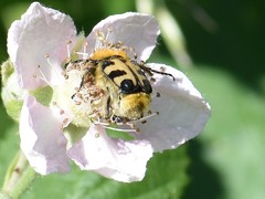 Trichius gallicus gallicus