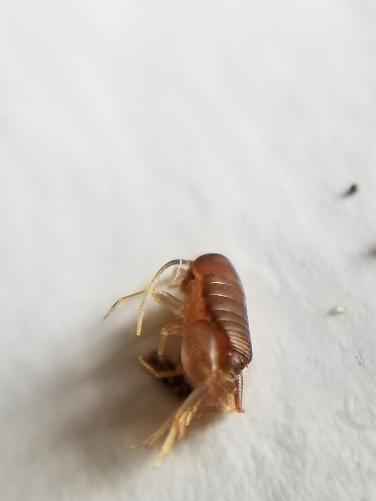 Mann’s ant cricket