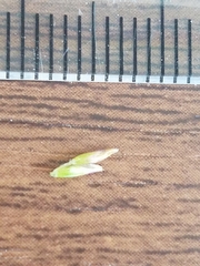 Deschampsia cespitosa holciformis