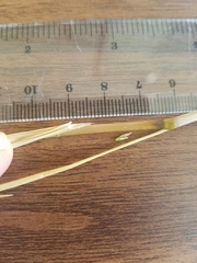 Deschampsia cespitosa holciformis