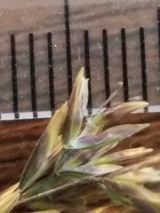 Deschampsia cespitosa holciformis