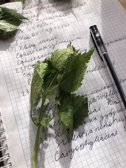 Lamium maculatum