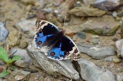 Junonia orithya