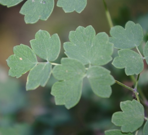 Thalictrum minus subsp. saxatile image