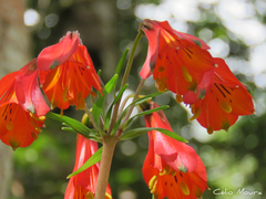 Alstroemeria piauhyensis