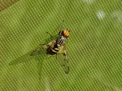 Otites porcus
