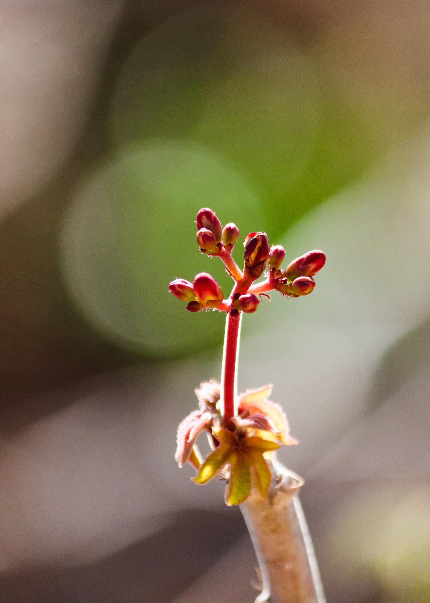Jatropha mollissima