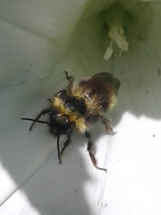 Bombus insularis