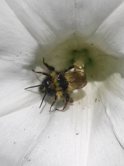 Bombus insularis