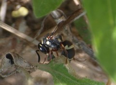 Parancistrocerus minimoferus