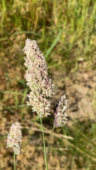 Dactylis glomerata