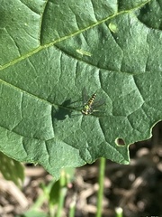 Chrysopilus ornatus