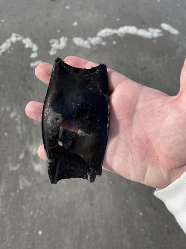 Clearnose Skate photographed in Rhode Island